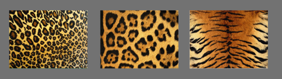 Леопардовый рисунок