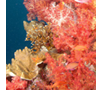Цвета кораллов