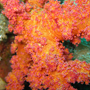 Коралловые цвета