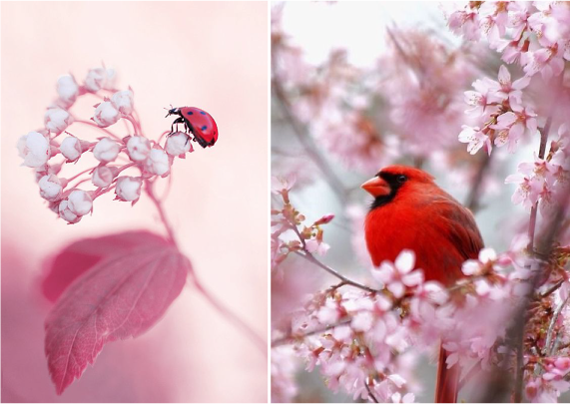 цветы, птица и жук