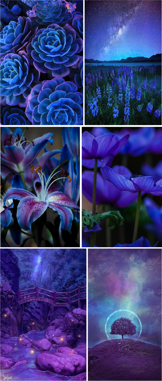 пурпурно-фиолетовые и насыщенно-синие в природе